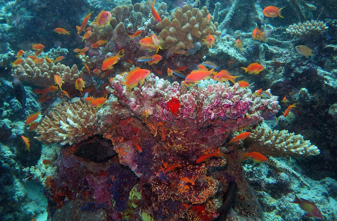 IMG_0862rf_Maldives_Madoogali_Plongee 9_House reef north_Barbiers rouges a queue de lyre_Pseudanthias Squamipinnis.jpg